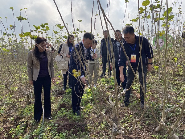 乐至县人大代表蚕桑产业小组开展第二次小组活动